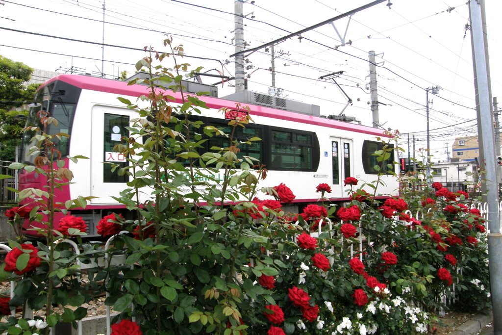 都電荒川線と薔薇のいろいろ９
