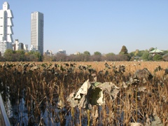 初期のデジカメで撮った今はないホテルと上野不忍池の枯れた蓮の風景