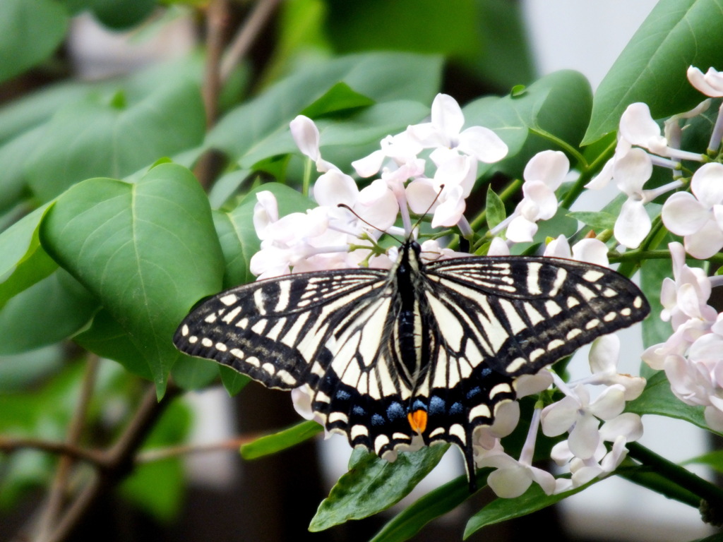 千住のライラックのアゲハチョウ