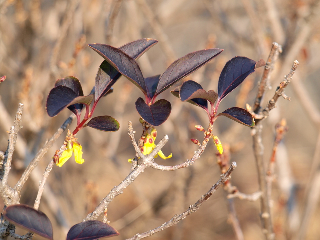 隅田川テラスで咲いていたレンギョウ