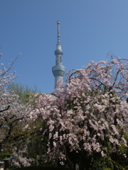 青空の向島の紅枝垂桜と東京スカイツリー