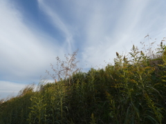 夕方の土手下からの雲