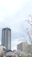 千住大橋近くの公園から