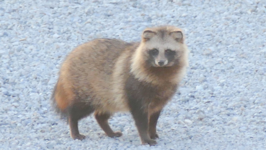 荒川河原の砂利道のたぬちゃんポーズ