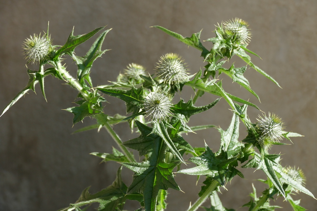 道端のアメリカオニアザミ