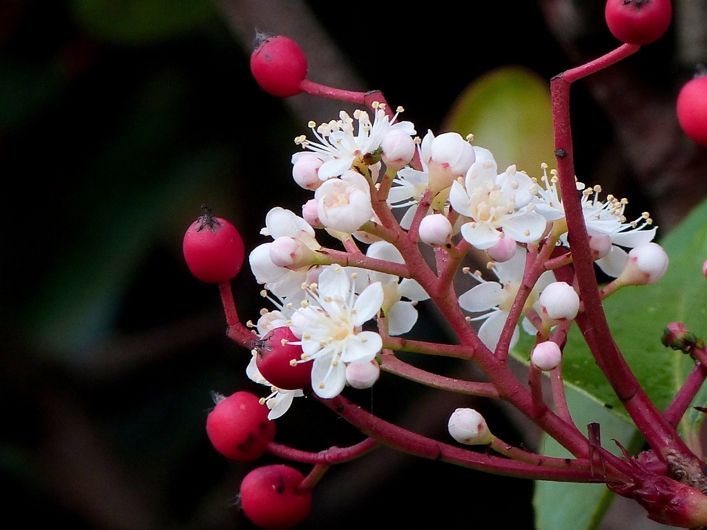 カナメモチの実と花