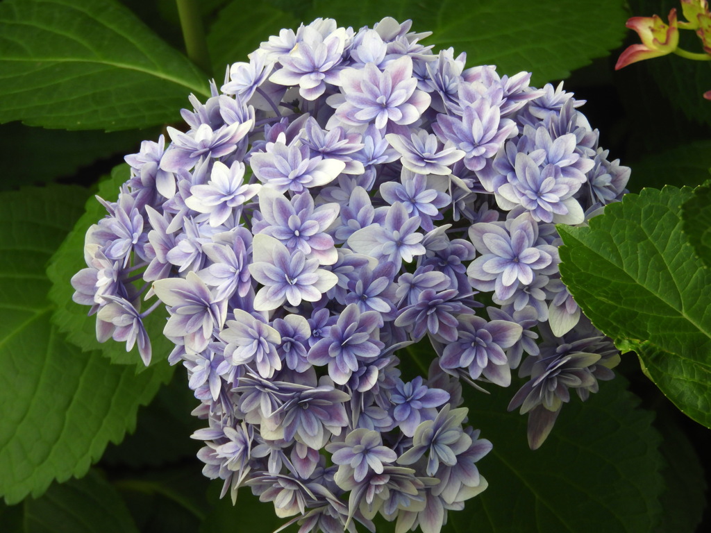 紫陽花