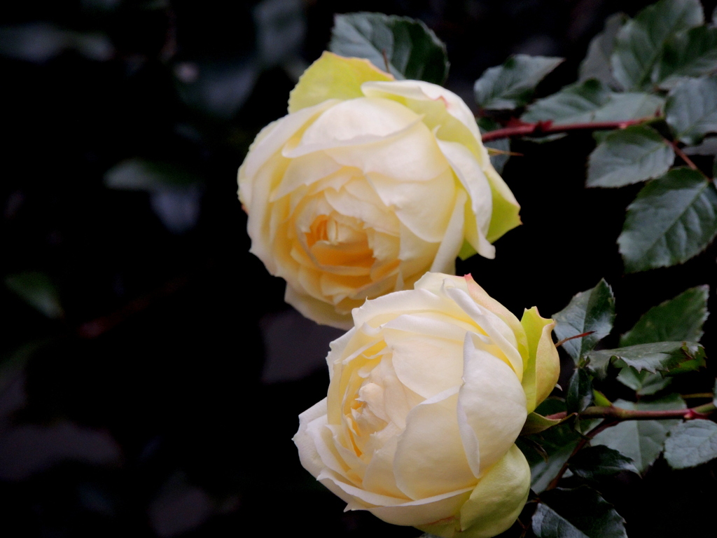 白薔薇2輪