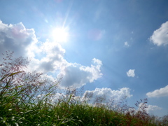 荒川土手下からのそら