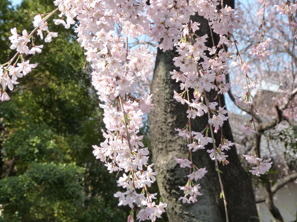 千住の江戸彼岸紅枝垂桜