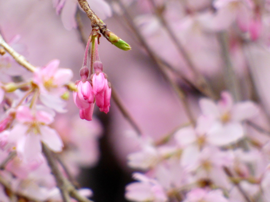 江戸彼岸系の紅枝垂桜