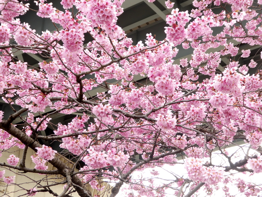 向島隅田川沿いの ’プリンセス雅’ 皇后さまの名の桜