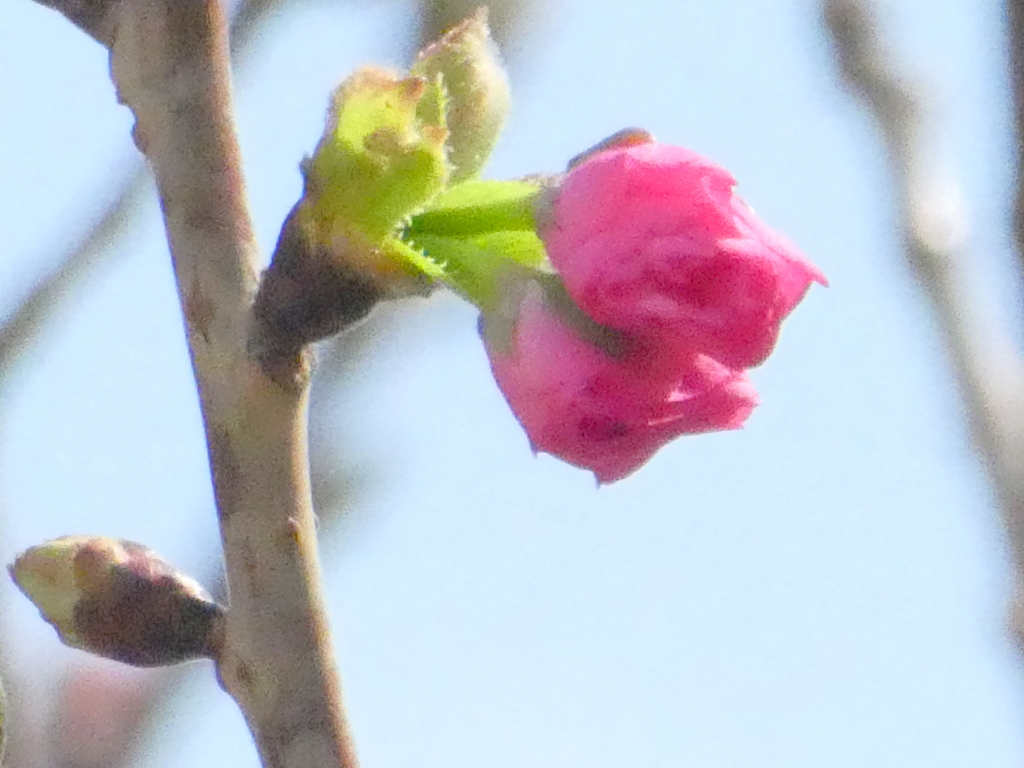 田端の街路樹の八重桜の早晩山桜の咲きだし