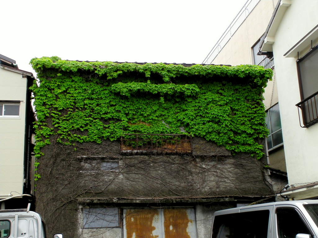 千住の夏ツタの家