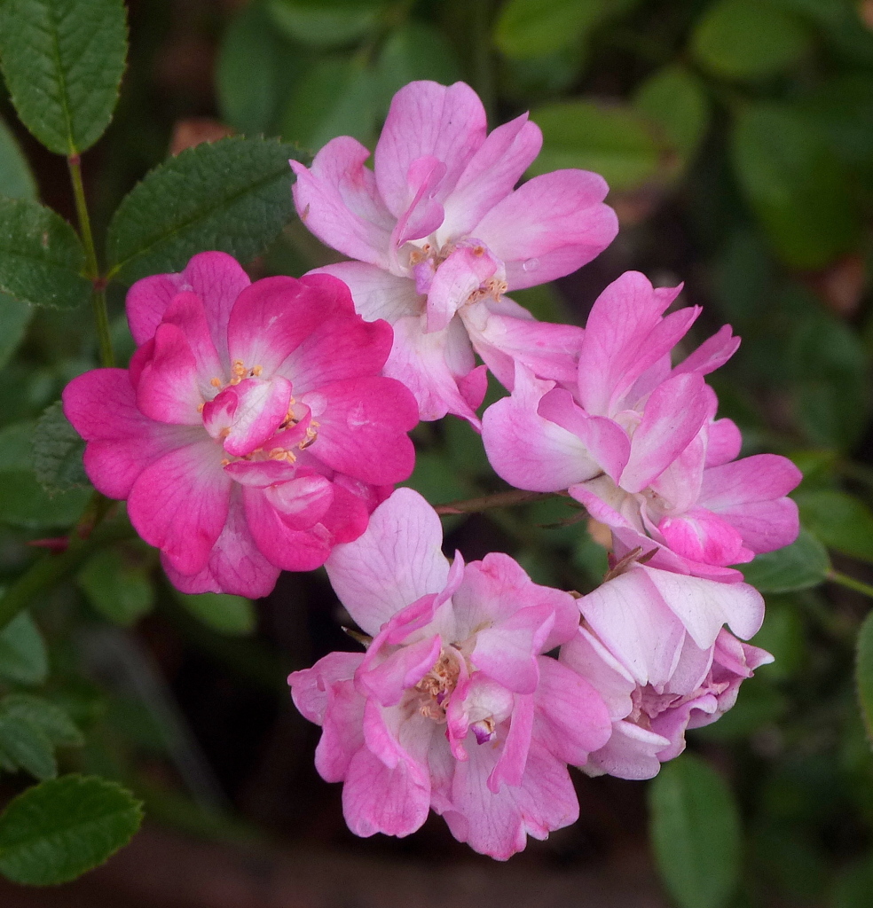 バーベナ・ピーチメルバと思ったら、ミニ薔薇でした。