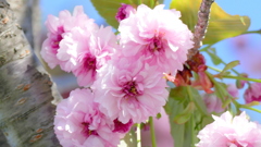 里ザクラの菊桜