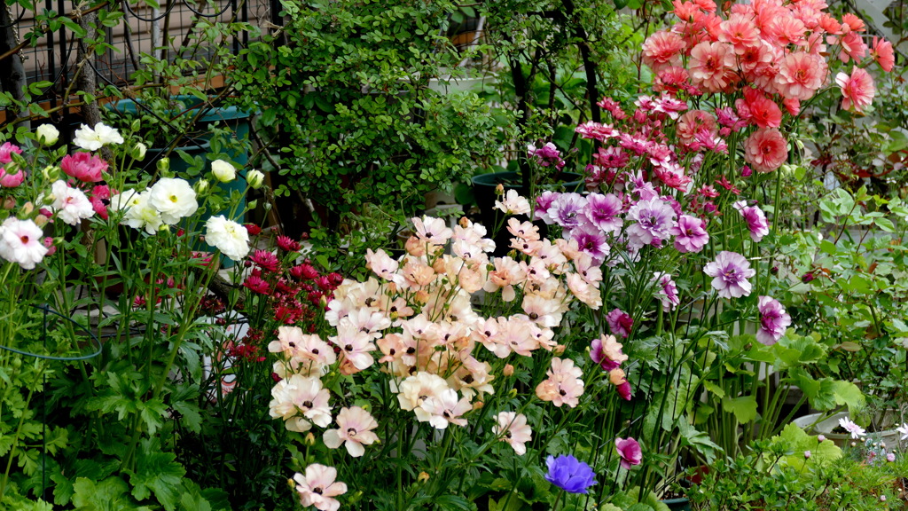 ラナンキュラスラックス一網打尽