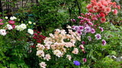 ラナンキュラスラックス一網打尽