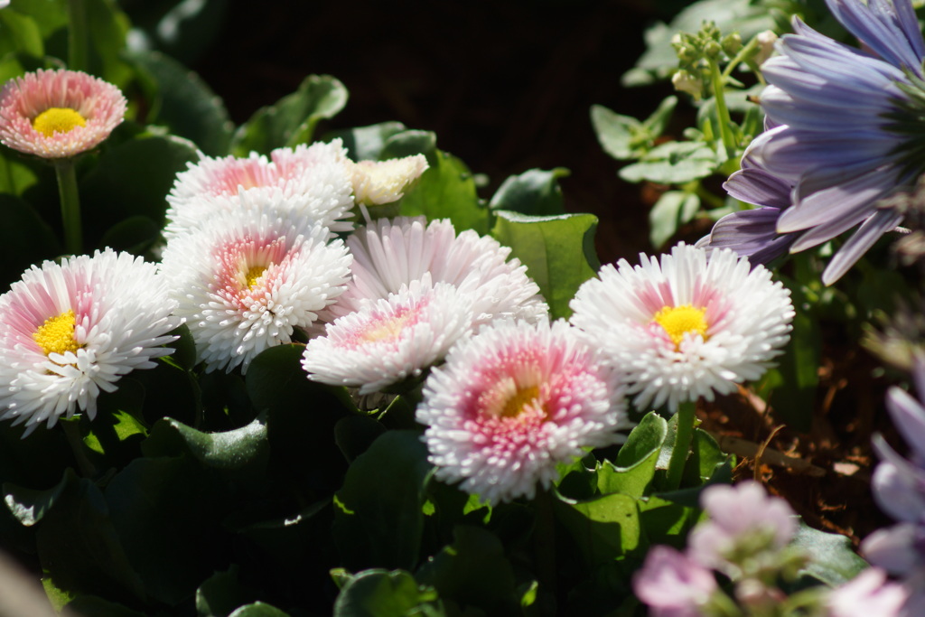 上野公園の花壇のチロリアンデージー