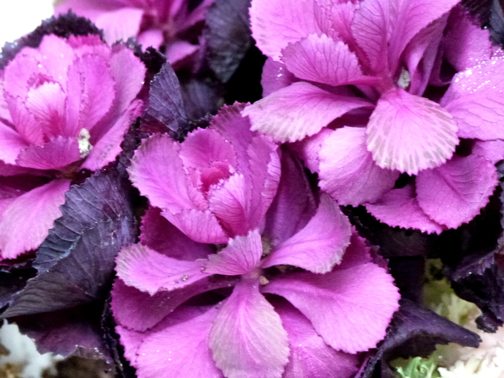 パープルな葉ボタン