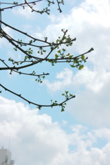 千住昭和通りの街路樹のイチョウの一本の芽ぶき