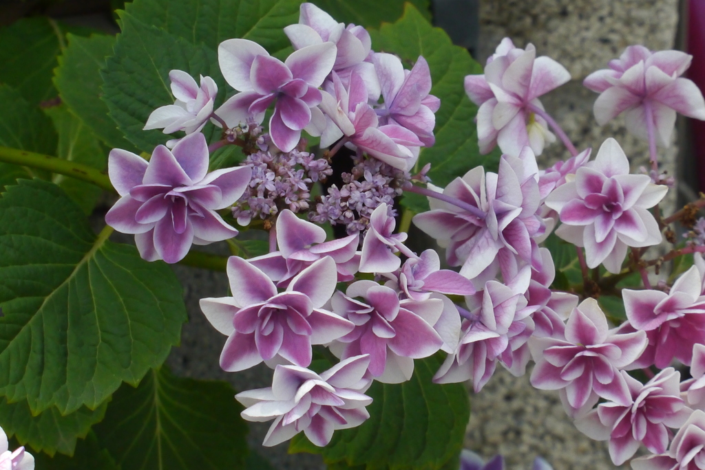 がく紫陽花・コンペイトウ