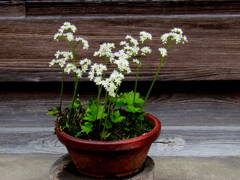 参道で柿の葉寿司店が多い中民家にタンチョウソウの鉢植えが置いてあった