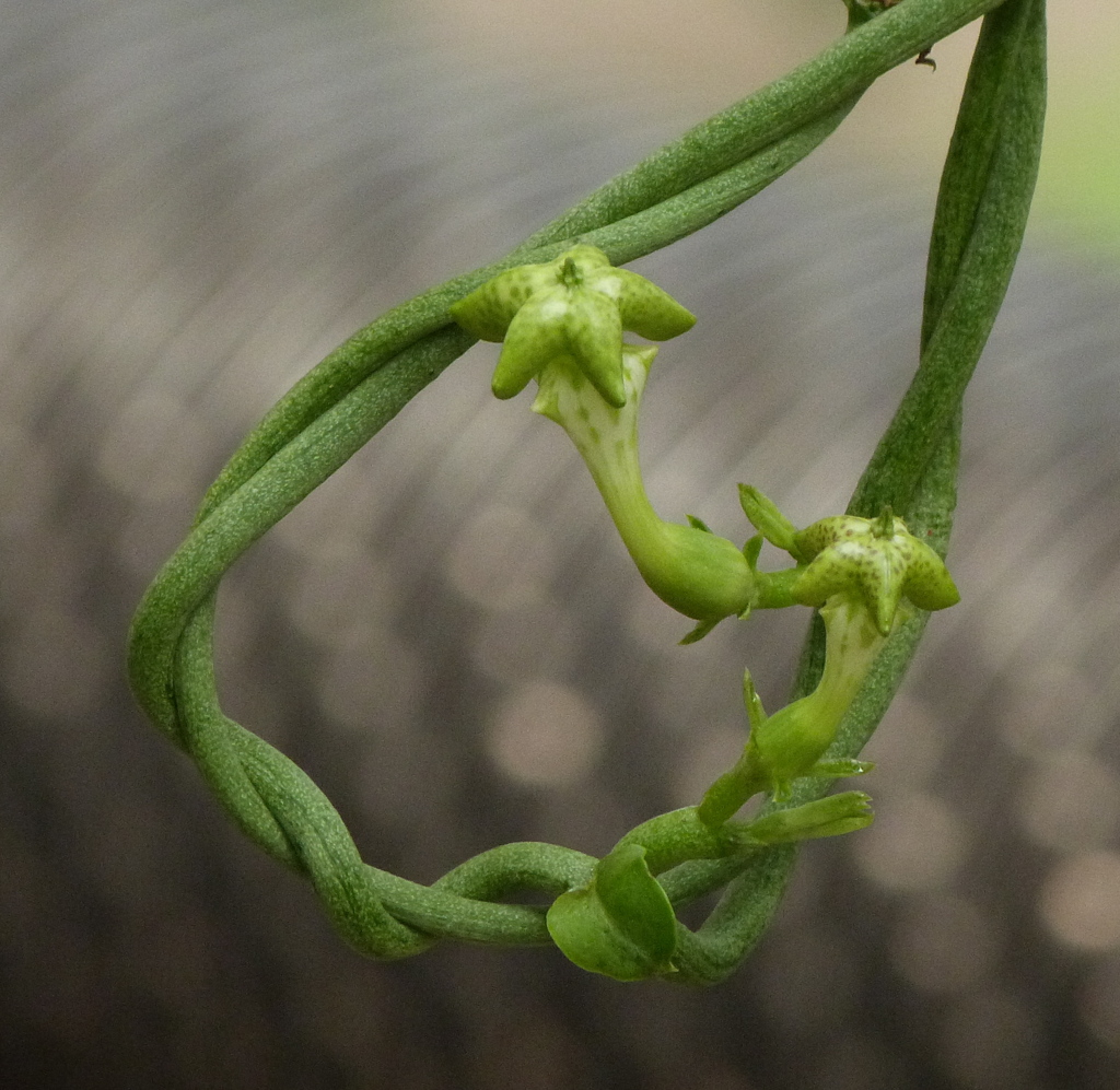 都市農業公園のパラシュートプランツ