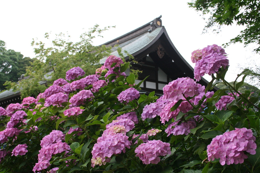本土寺のアジサイ