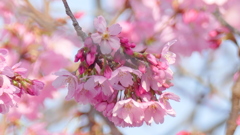 荒川堤の紅映える雅桜