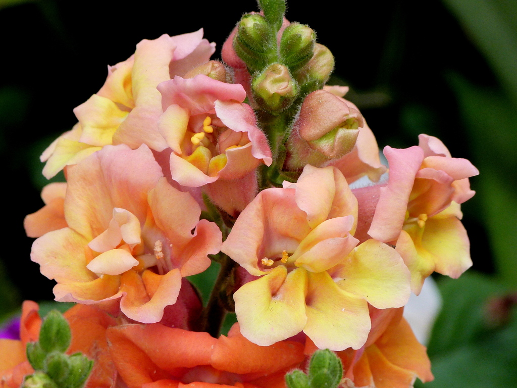 キンギョソウ・トゥイニー