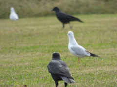 鳥のサッカー