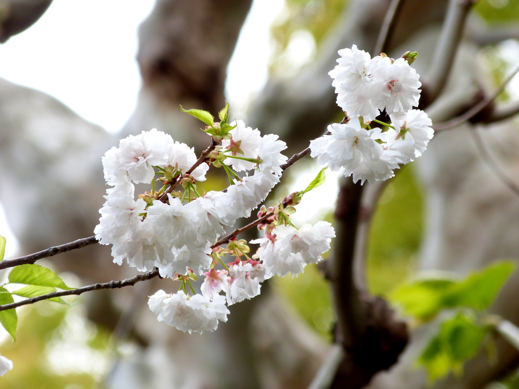 上野にもない隅田公園の蘭々桜