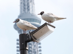 夏の設え