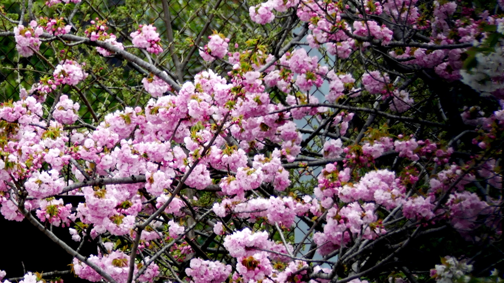 遠くの八重紅虎の尾