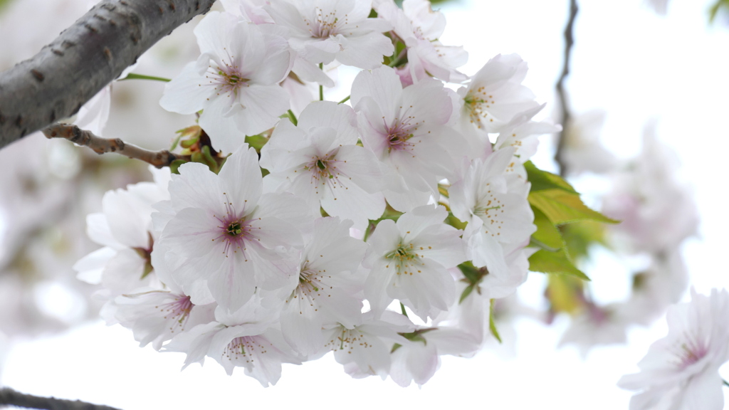 街路のサトザクラ早晩山晩期