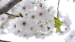 街路のサトザクラ早晩山晩期