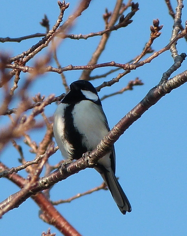 シジュウカラ