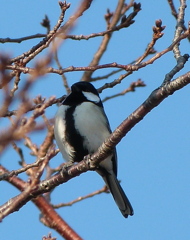 シジュウカラ