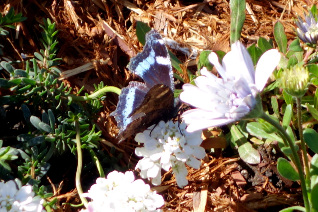 上野公園の花壇のイベリス・ブライダルベールのルリタテハ