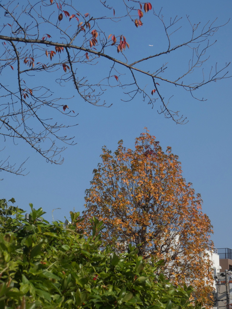 荒川自然公園のモミジバフウ