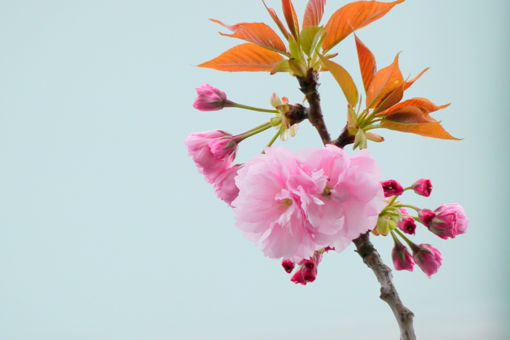 千住都民タワー階段垣根の寒山桜