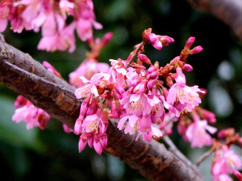 街路樹のおかめ桜