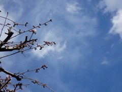 月見寺前の春の青空と咲き始めたオオカンザクラ