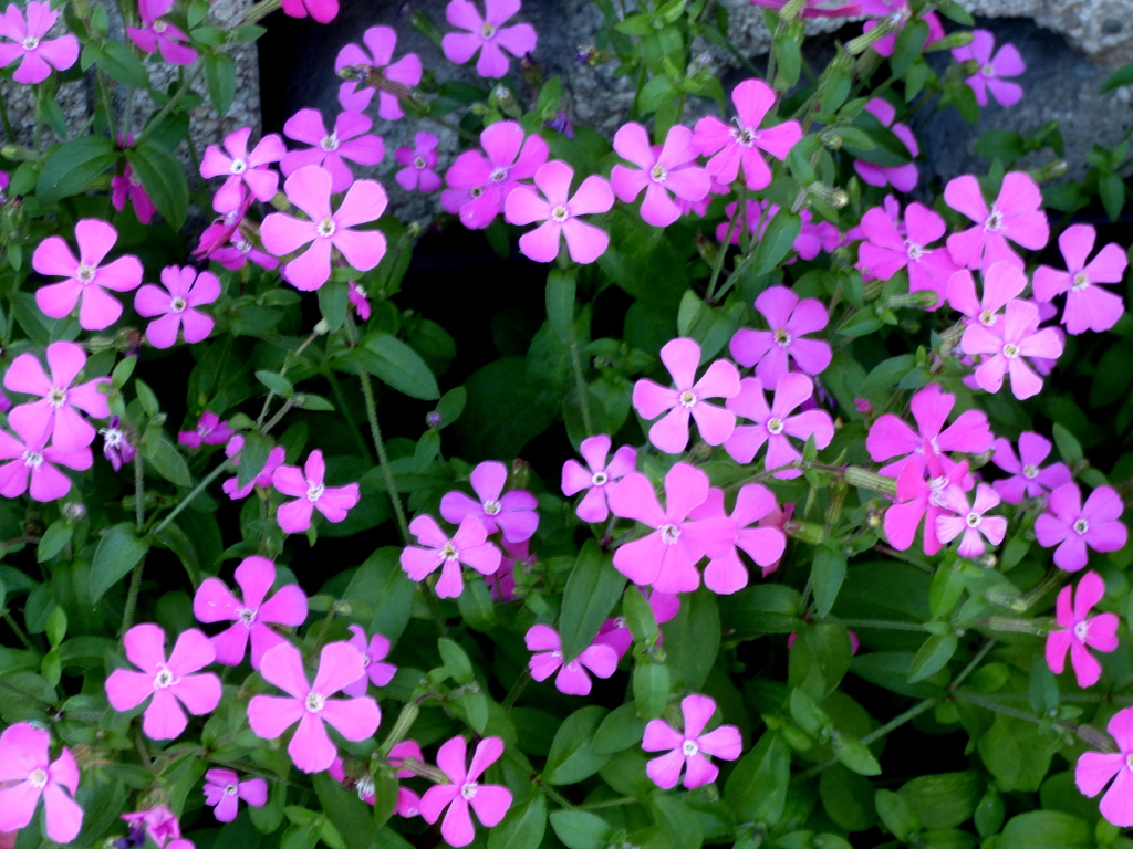 シレネ、この品種しれねー