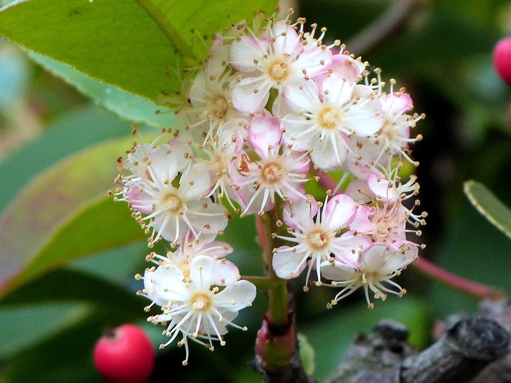 カナメモチの花