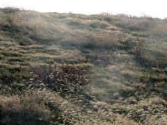 北千住の光る土手