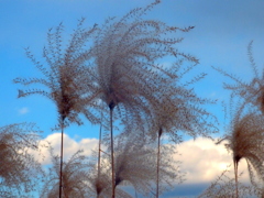 黒い茅に低い白雲