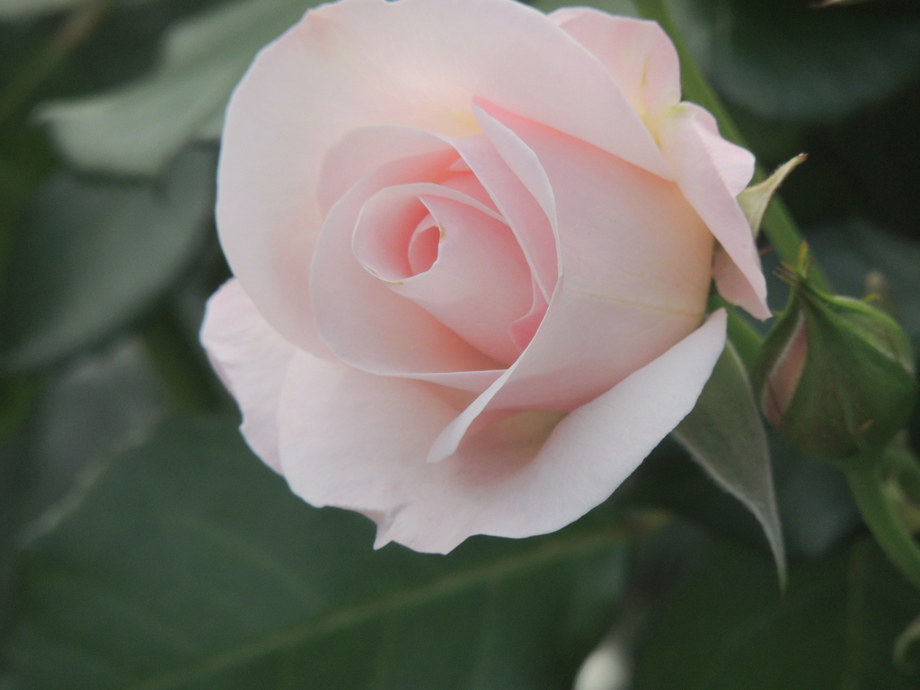 町屋の沿道の薔薇