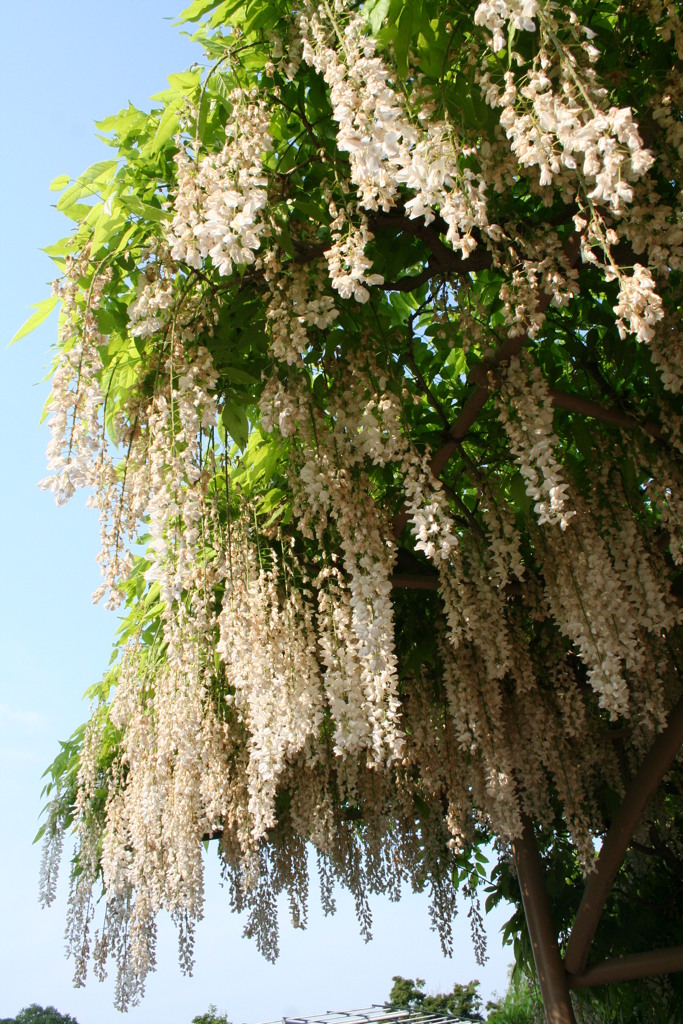 足利フラワーパークに咲いていた白藤